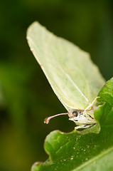 Image showing Gonepteryx rhamni