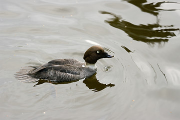 Image showing Ducks