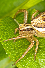 Image showing Spider