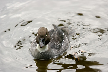 Image showing Duck