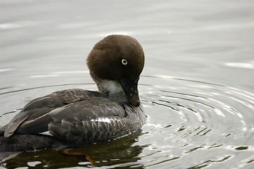 Image showing Bird