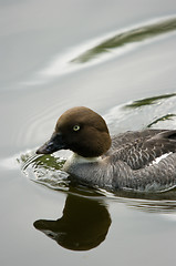 Image showing Duck