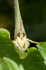 Image showing Gonepteryx rhamni