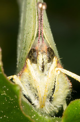 Image showing Gonepteryx rhamni