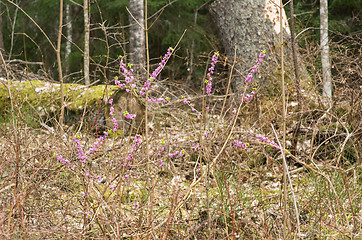 Image showing Daphne mezereum