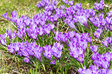 Image showing Crocus