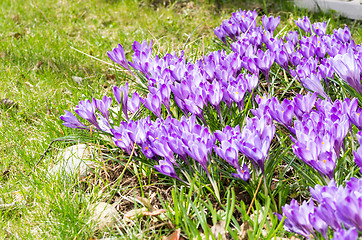 Image showing Crocus