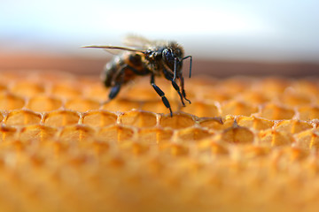 Image showing Close up view of the working bees on honeycells