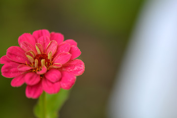 Image showing Closeup on red flower background