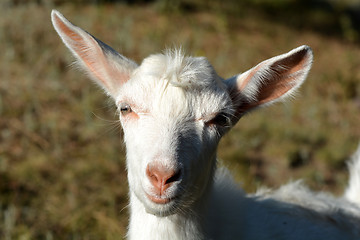 Image showing Portrait of a funny goat looking to  camera