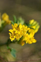 Image showing Spring background with beautiful yellow flowers, macro