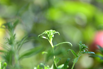 Image showing natural green background with selective focus