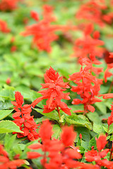 Image showing Beautiful background with summer red flowers