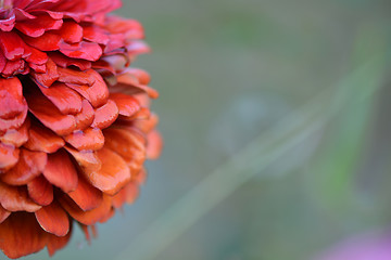 Image showing Closeup on red flower background