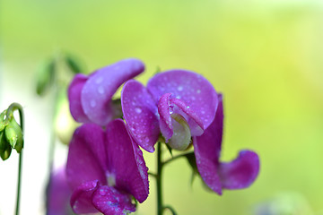 Image showing Closeup of pink flower with water drops