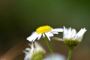 Image showing white daisy flowers