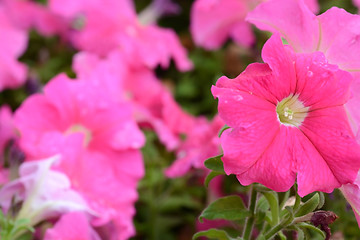 Image showing Beautiful pink flower