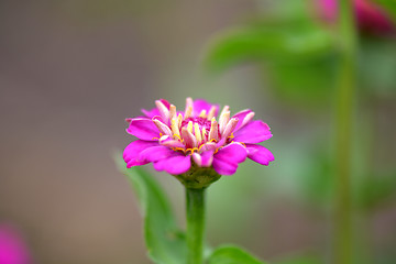 Image showing red little flowers