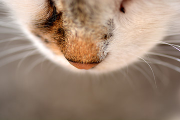 Image showing Cat nose close up