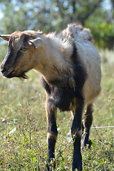 Image showing Funny goat's portrait on a green sunny meadow background