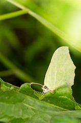 Image showing Gonepteryx rhamni