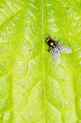 Image showing Fly