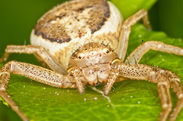 Image showing Spider