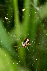 Image showing Spider