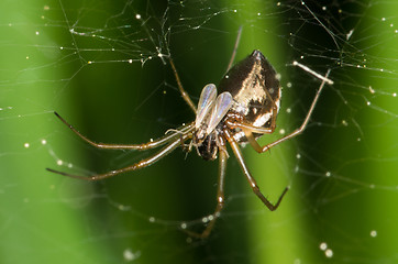 Image showing Spider