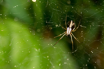 Image showing Spider