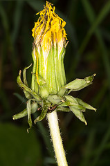 Image showing Dandelion