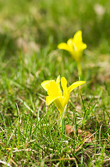 Image showing Yellow flowers