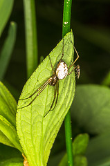 Image showing Spider