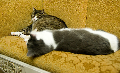 Image showing Cats