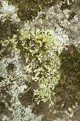 Image showing Lichen