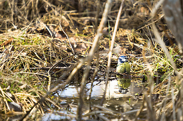 Image showing Parus major