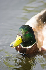 Image showing Duck