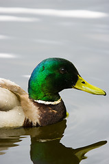 Image showing Duck