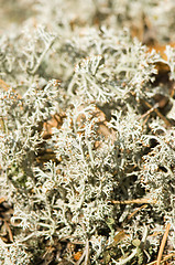 Image showing Lichen