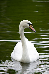 Image showing Swan