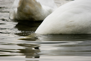 Image showing Swans