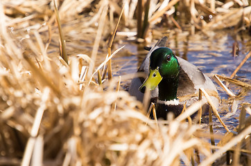 Image showing Duck