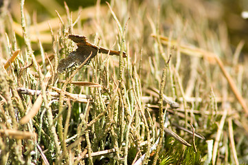 Image showing Lichen and moss