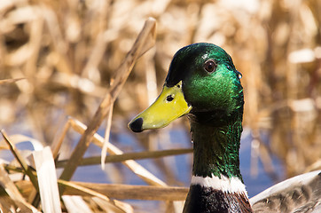 Image showing Duck