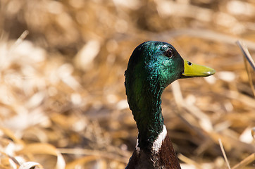 Image showing Duck