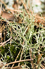 Image showing Lichen and moss