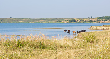 Image showing Cows in the water