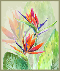 Image showing Greeting card with Bird of Paradise flowers. Illustration tropic