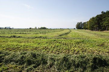 Image showing Cut hay in rows at a green field