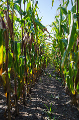 Image showing Rows in a corn field